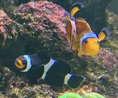 Ocellaris Clownfish for sale