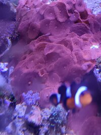 Coral feags