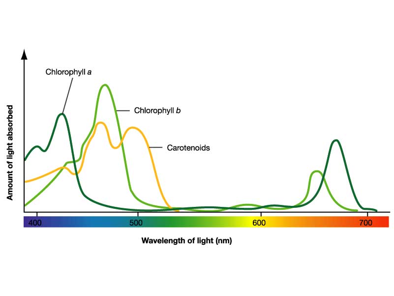 Chl_a_b_carotenoids_absorption-spectrum.jpg