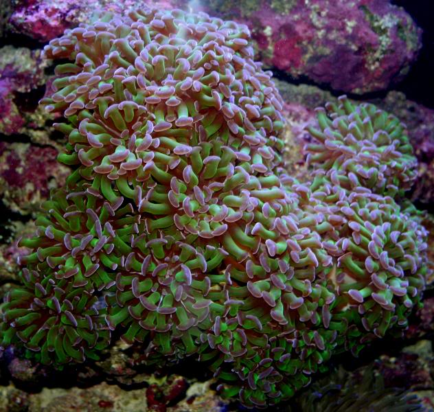 coral00002.jpg