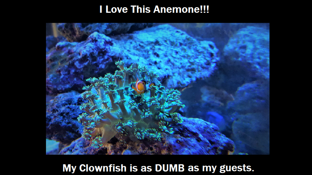 I love this Anemone.png