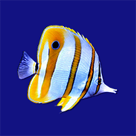 www.marineaquariumsa.com
