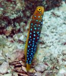 023_bluespotted_jawfish.jpg