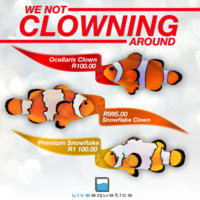 LA-clown-fish-special-6-nov-1.jpg