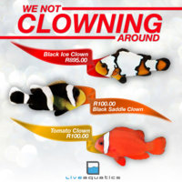LA-clown-fish-special-6-nov.jpg