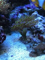 Hammer and Frogspawn Frag for Sale