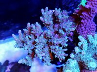IMG_20210821_200708.jpg