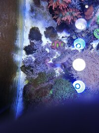 Corals Pretoria, GSP, mushrooms, xenia, purple zoa