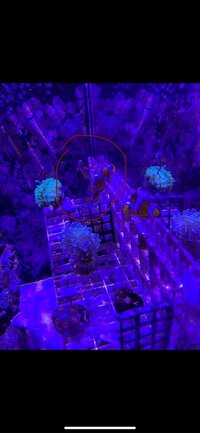 Misbar Ocellaris Clownfish