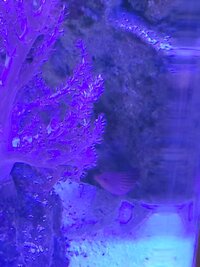 Six line wrasse for sale