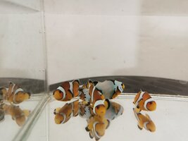 Captive bred clown fish and snowflakes for sale Bellville