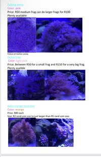 Beginner corals for sale- Fairlands