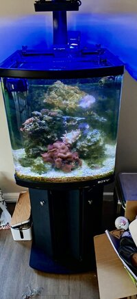 Complete Marine Setup - Established Boyu 550tl with Radion G6 XR15 with Arm Brackets