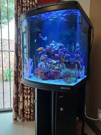 Complete Marine Tank for Sale – with Fish & Coral