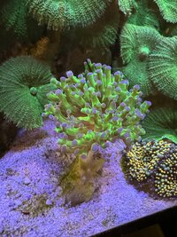 Coral for sale