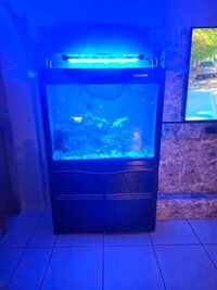 Aqauria marine tank