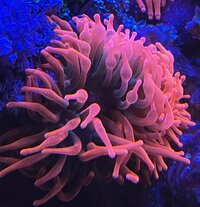 Anemones WANTED