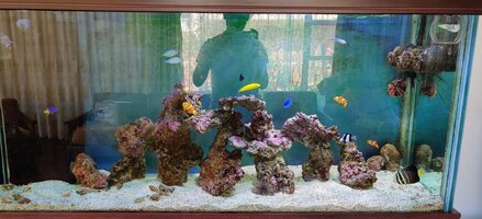 Marine Fish Tank Fully Equipped