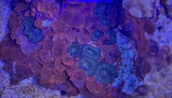 IMG_9117.jpeg