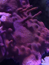 Reverse Superman encrusting montipora