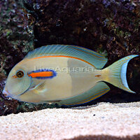 lg_37516_OrangeshoulderTang_0807081-203.jpg