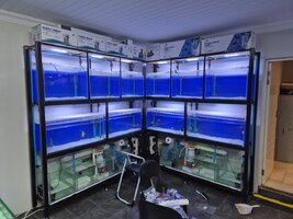 Complete Fish Tank Banks
