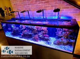 blue fish reef ready aquarium 2.jpeg