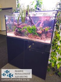 blue fish reef ready aquarium 8.jpeg