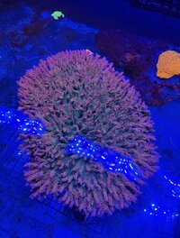 IMG_5915.jpeg
