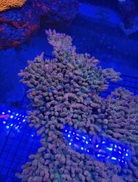 IMG_5914.jpeg