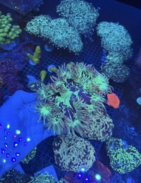 IMG_5950.jpeg