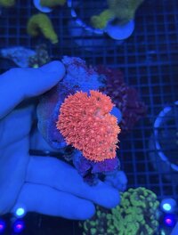 IMG_5949.jpeg