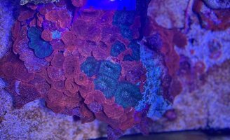 Bulk deal mushrooms 4 types plus annemones