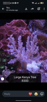 Coral for sale