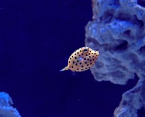 boxfish.JPG