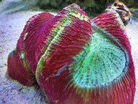 ImageUploadedByTapatalk1359198243.339499.jpg