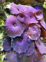 ImageUploadedByTapatalk1359198267.639428.jpg
