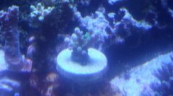 frag_5_16.JPG
