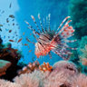 ReefGeek