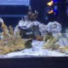 Elia Theocharis