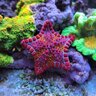 marinetank425