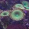 Greenreef