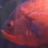 BigFish
