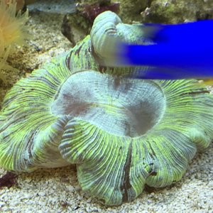 Green open brain coral