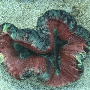 Pink open brain coral