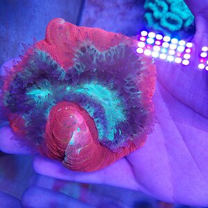 Red and Green Trachyphyllia