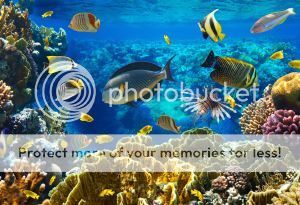 bigstock-Photo-of-a-tropical-Fish-on-a-30882554_zpsh6hb2zwo.jpg